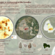2026 Student Competition Winners 2 Impact of Erosion on Archaeological Site Formation